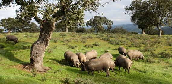 Maiali di GM e Hijos