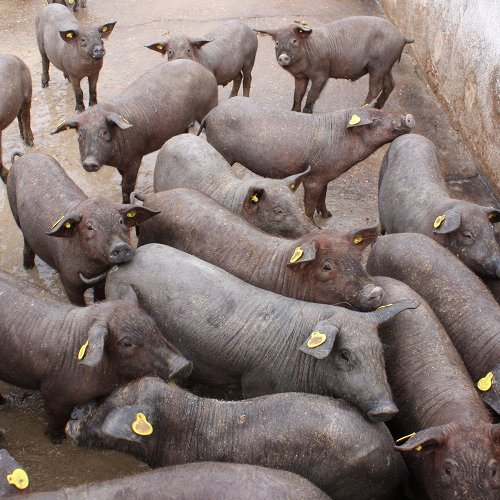 Maiali iberici in una fattoria