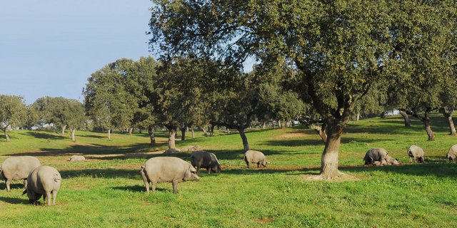 Dehesa biologica