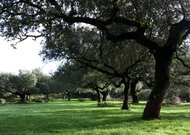 Dehesa della Valle de Los Pedroches