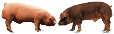 Maiali bianchi (Landrace e Duroc)