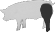Parti dei maiale: zampa posteriore