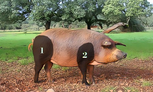 Prosciutto (1) e spalla (2) nell'anatomia del maiale