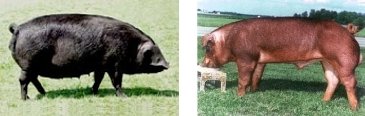 Maiali Large Black (sinistra) e Duroc (destra)