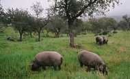 Pascolo in una dehesa della zona di Jabugo