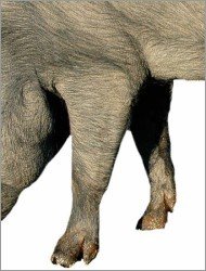 Zampa anteriore di un maiale iberico