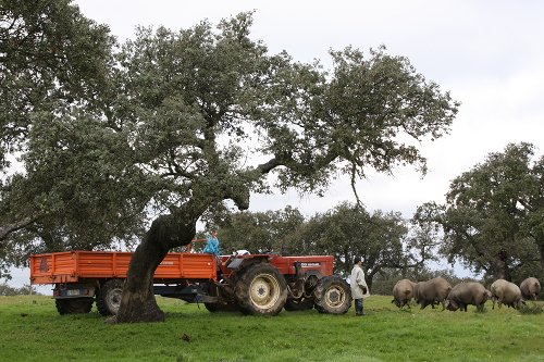 Maiali iberici al pascolo in un boschetto di lecci, vicino a un trattore e ad una persona che li osserva