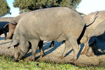 Maiale iberico (Retinto)